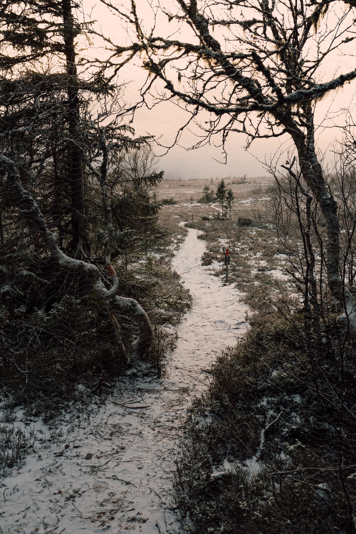 A snow covered trail runs through the woods and across a field
