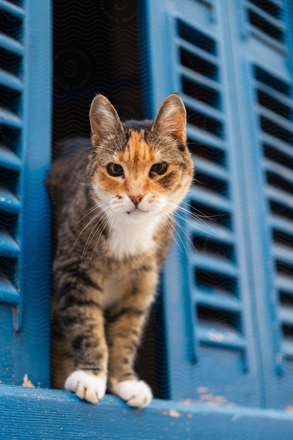 a cat coming outside through a window slightly opened