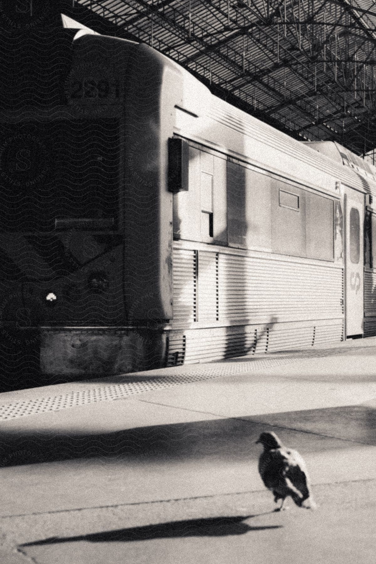 Stock photo of a bird in a subway area at mid-day