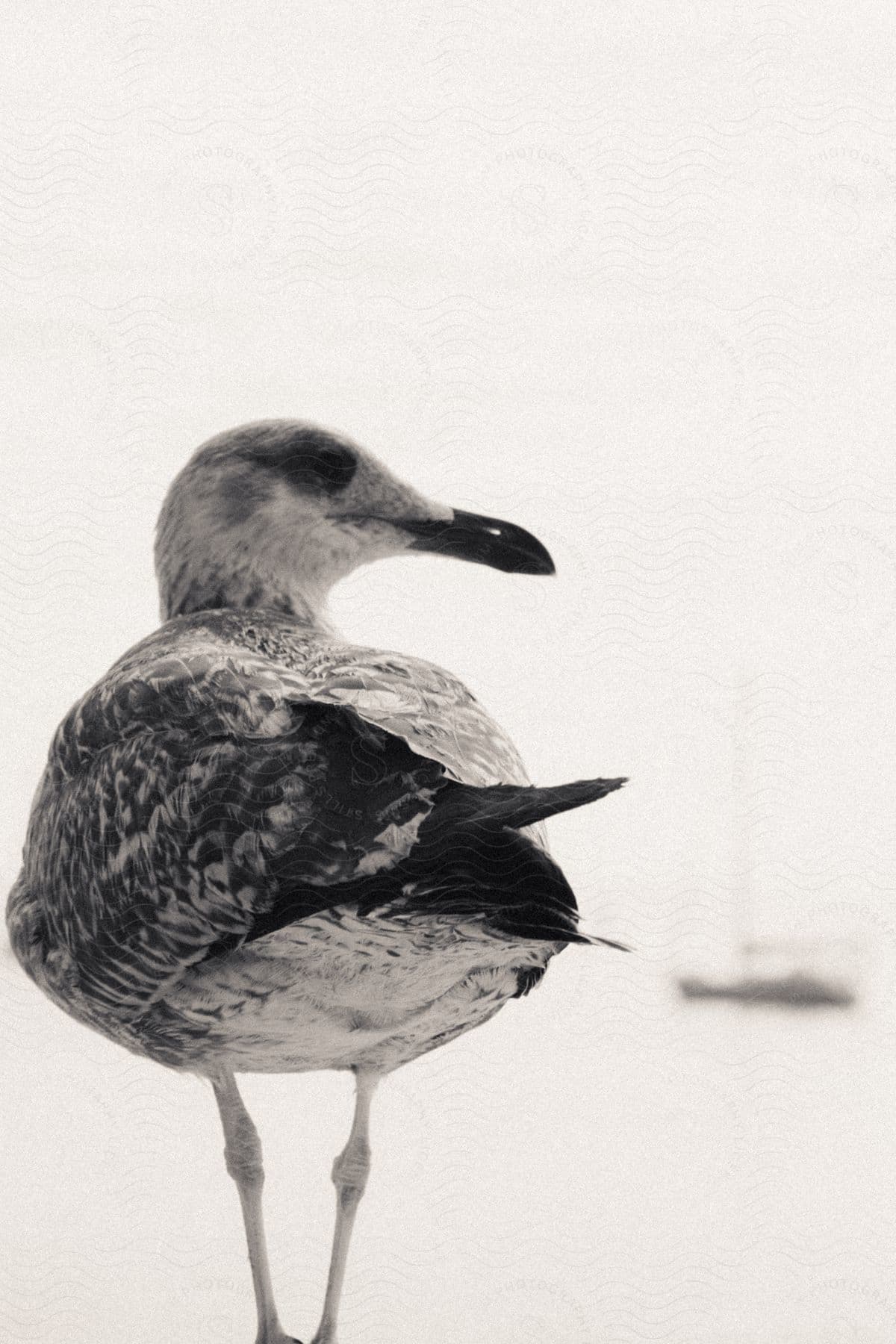 Close up on a Great black-backed gull.