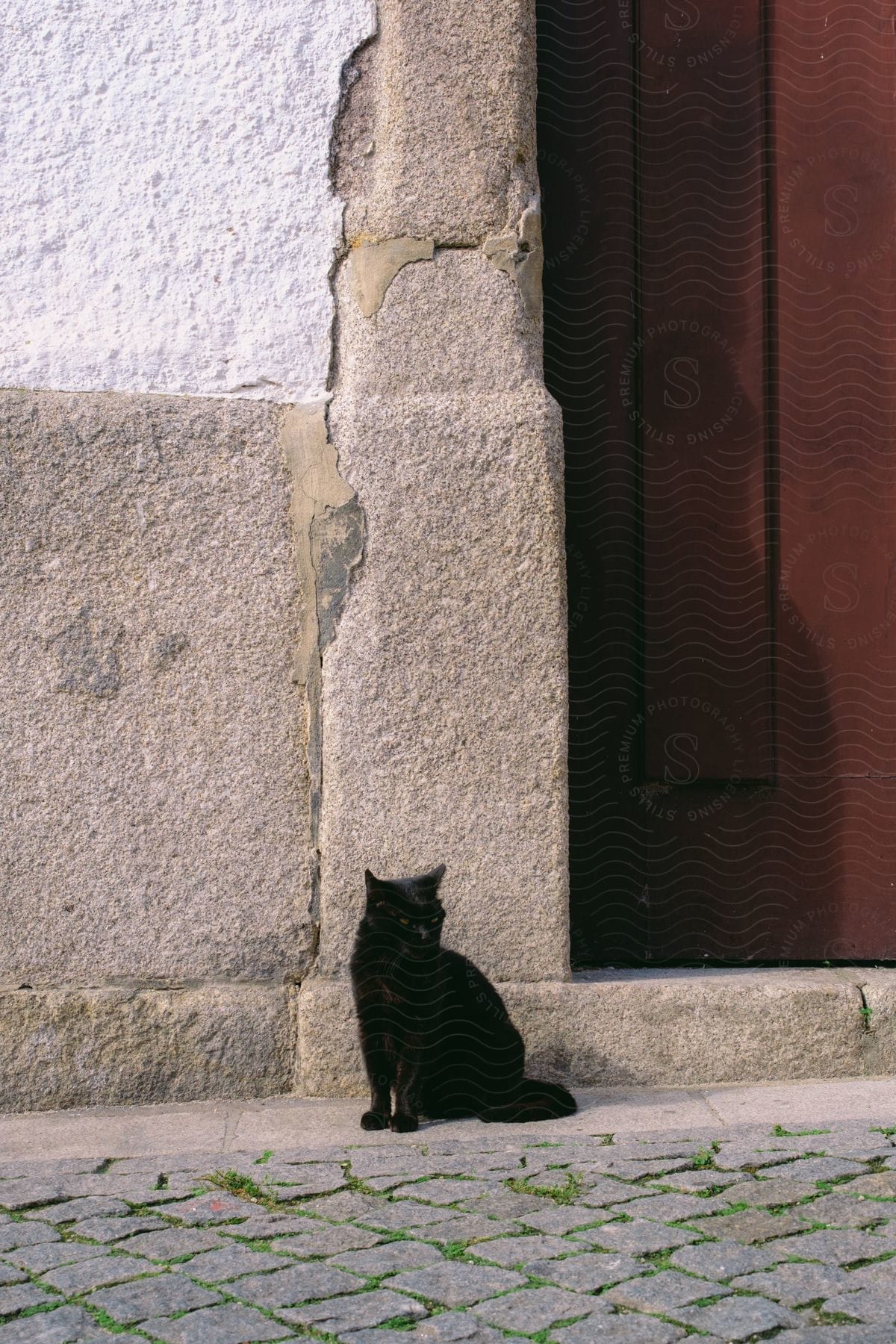 a black cat sitting beside a building wall close to a red door.