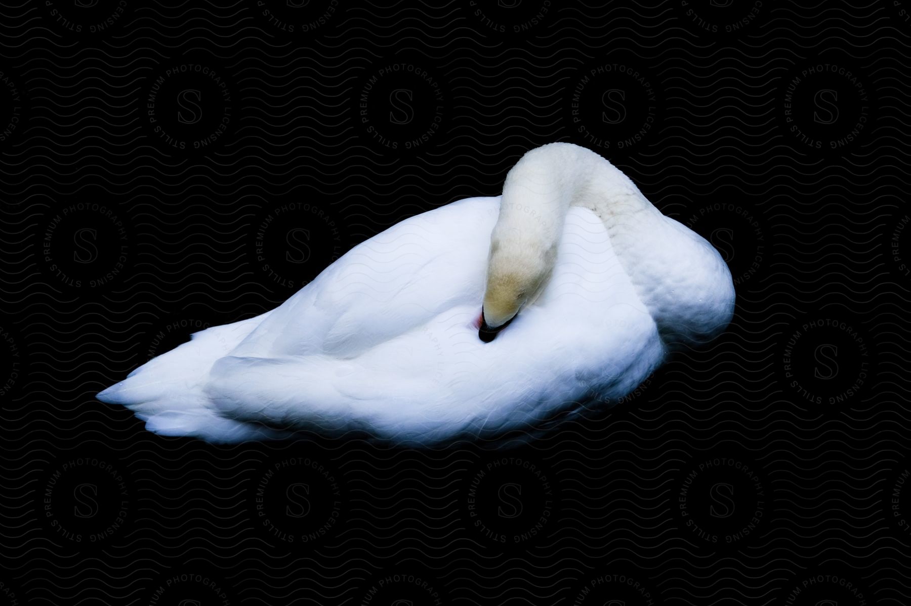 Stock photo of a white swan curled up against a black background.