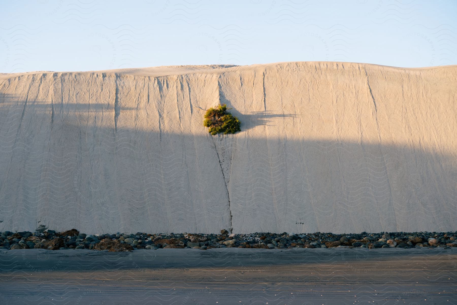 A bush growing out of the side of a beach dune.