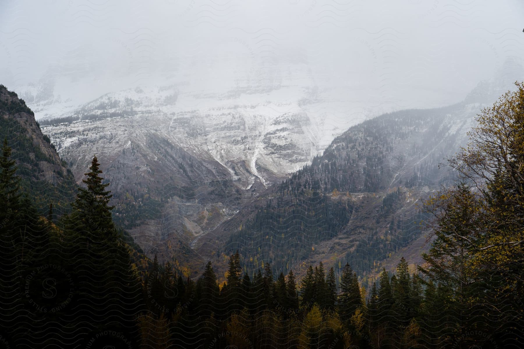 Golden tamarack trees in a valley are surrounded by mountains on an autumn day.