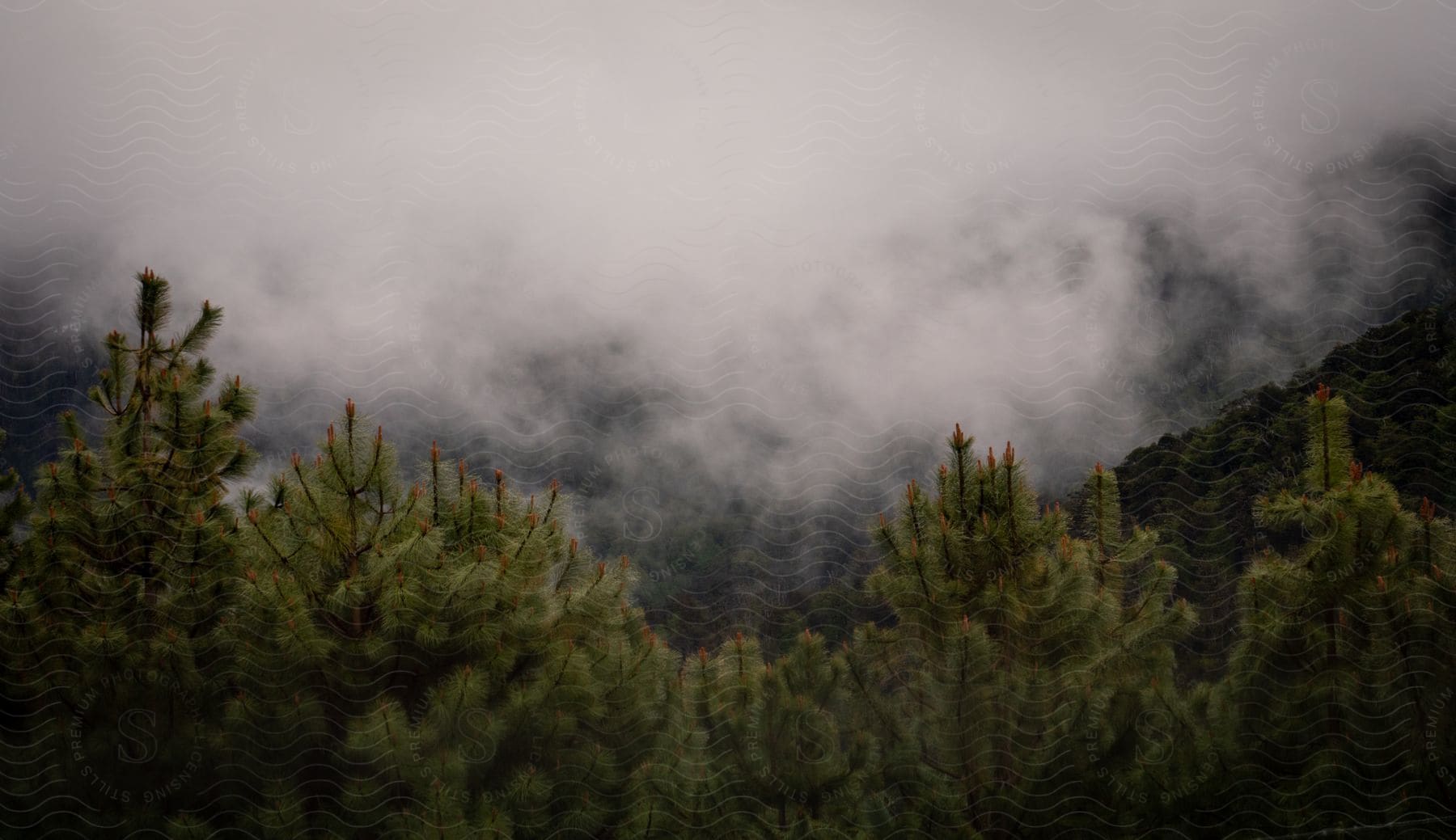 Thick fog covers forested mountains