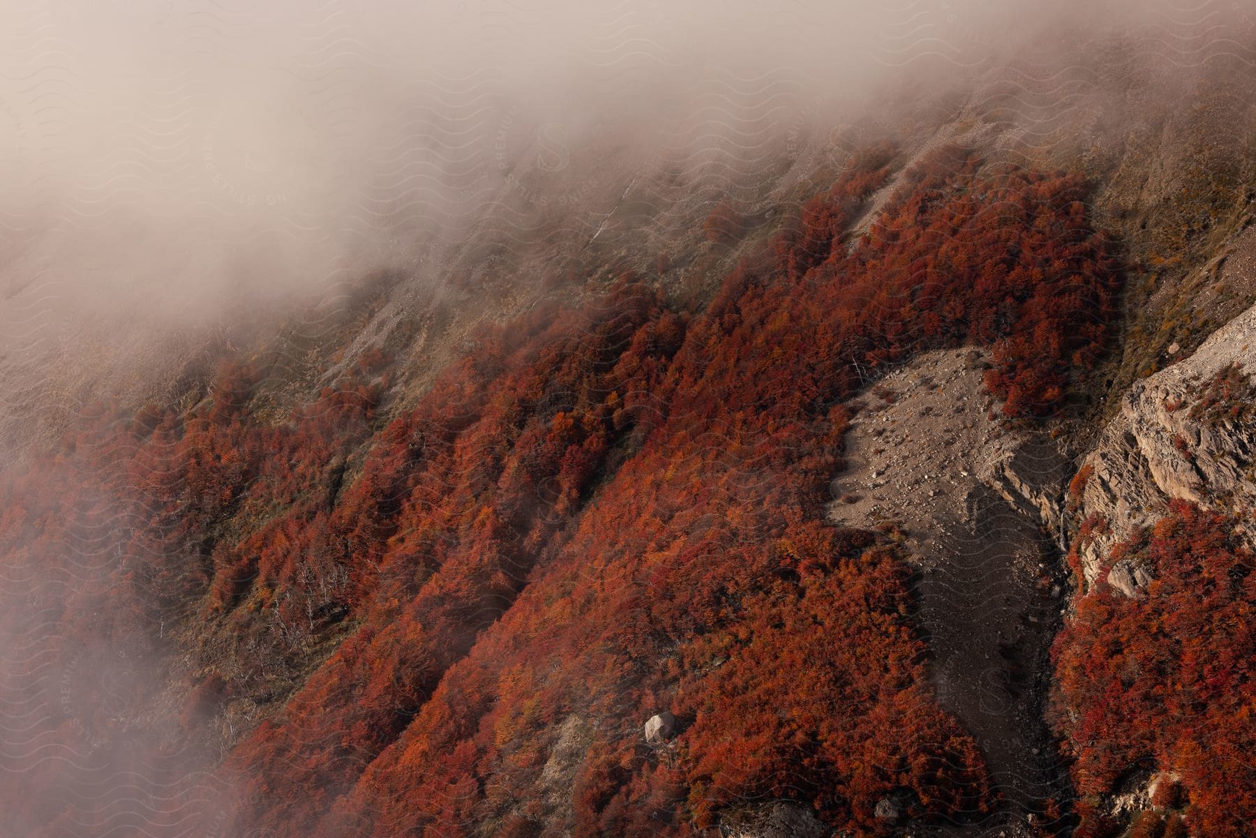 Forest covered mountains in the mist.