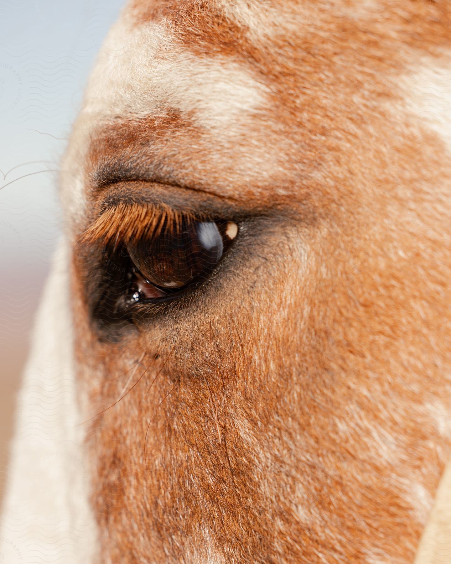 Extreme close up on the brown eyes of a horse with brown and white fur.