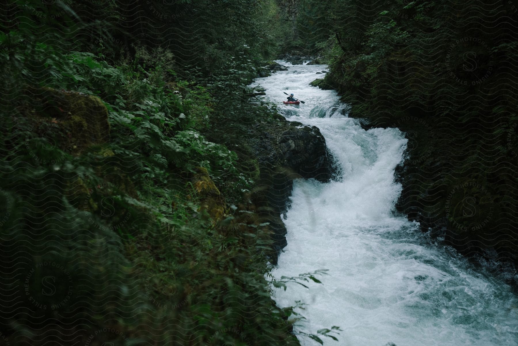 A person in a canoe paddles down the rapids of a forest stream.