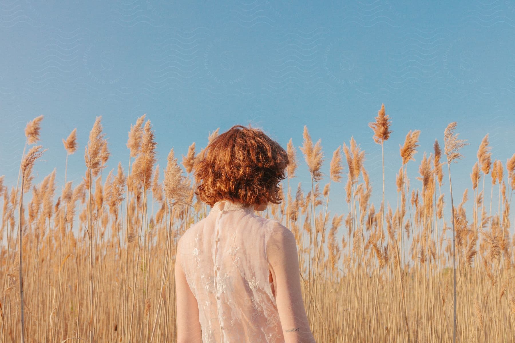 A woman with vibrant red hair stands in a field, wearing a white transparent blouse, surrounded by the tall Phragmites australis reeds that sway gently in the breeze.