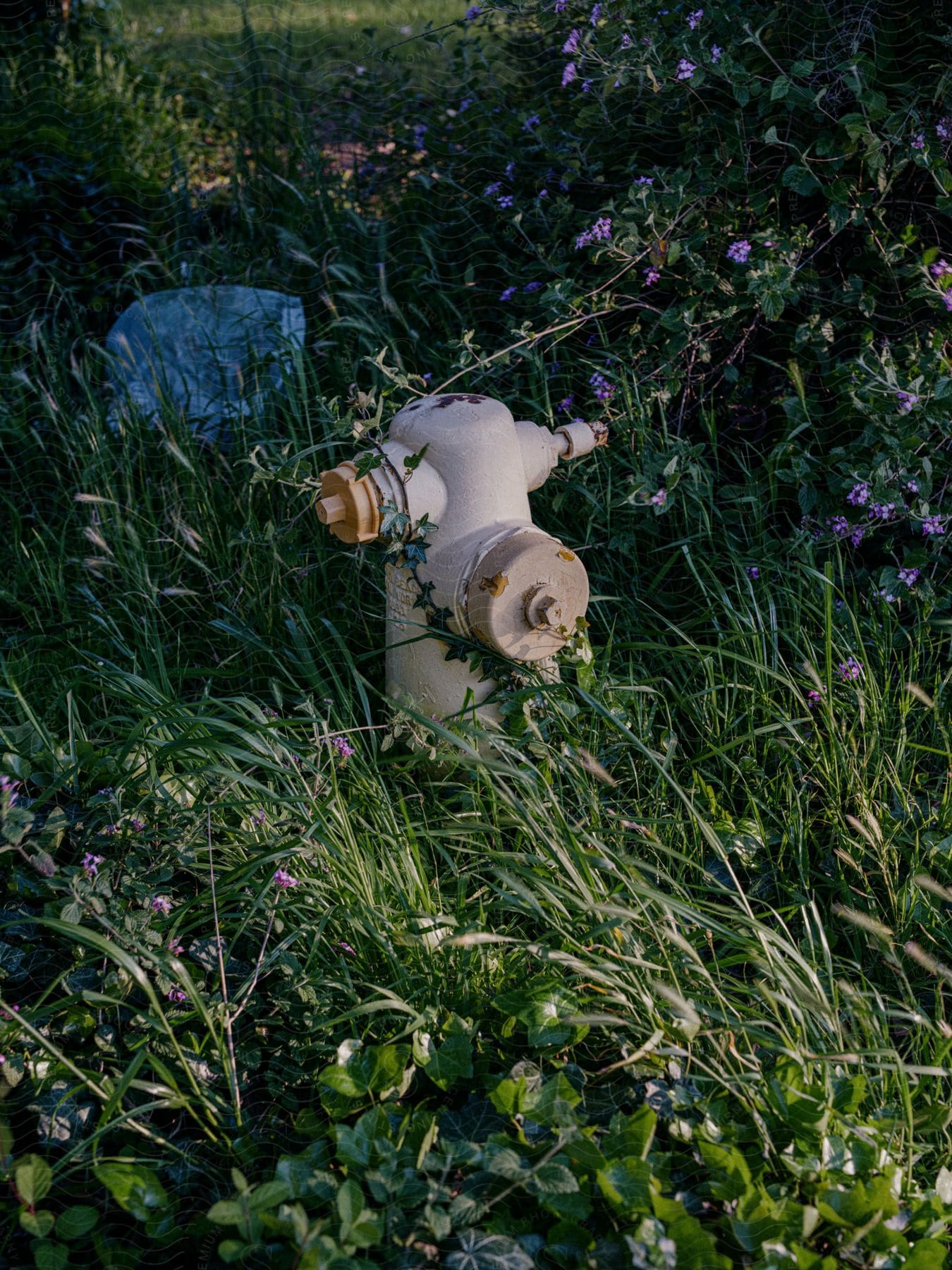 A fire hydrant sits in the middle of blooming plants and flowers.