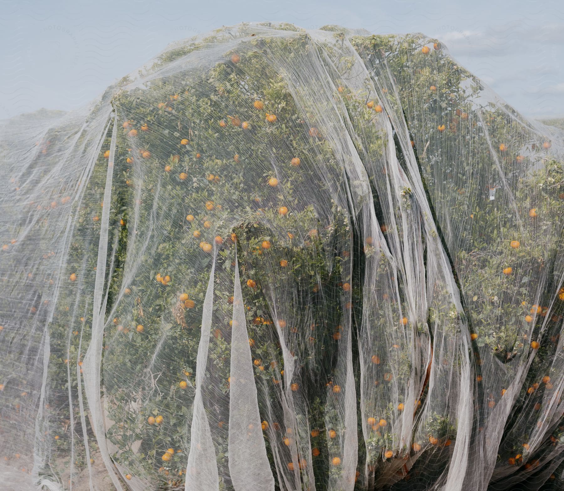 Flowers bloom on a tree that is covered with a thin cloth