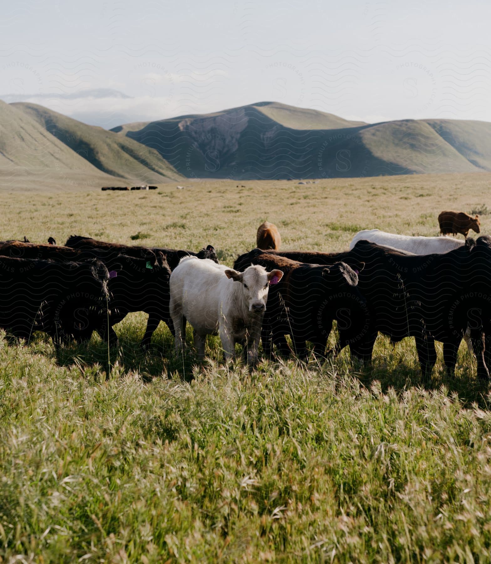 A herd of cows in a pasture at the bottom of large grassy hills.