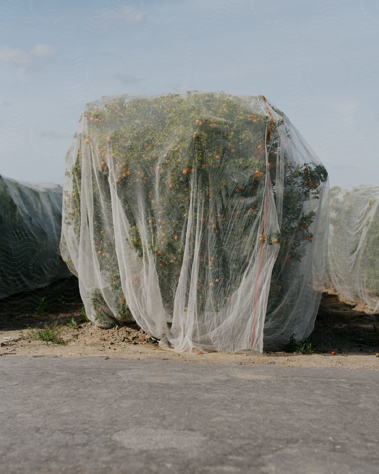 Flowers bloom on a tree that is covered with a thin cloth off the side of the road