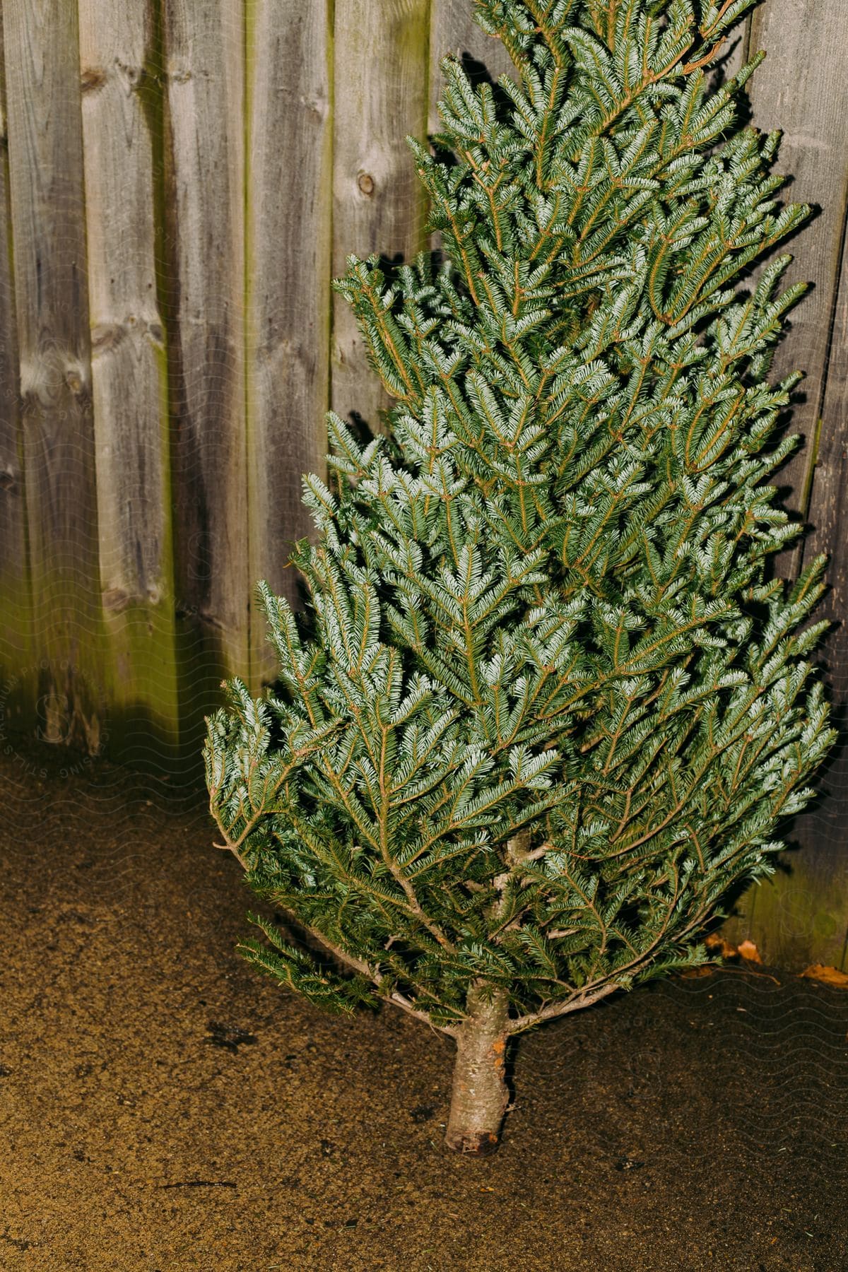 A Christmas tree leans against a wooden fence