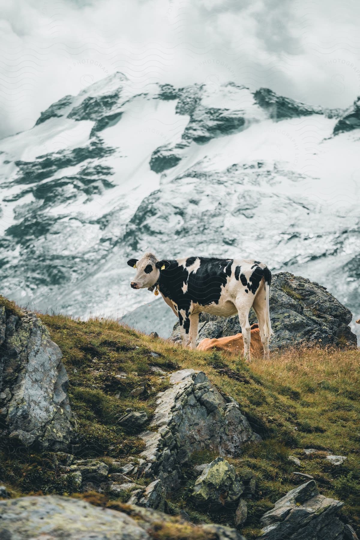 Cow on a hillside next to a snow-covered mountain.