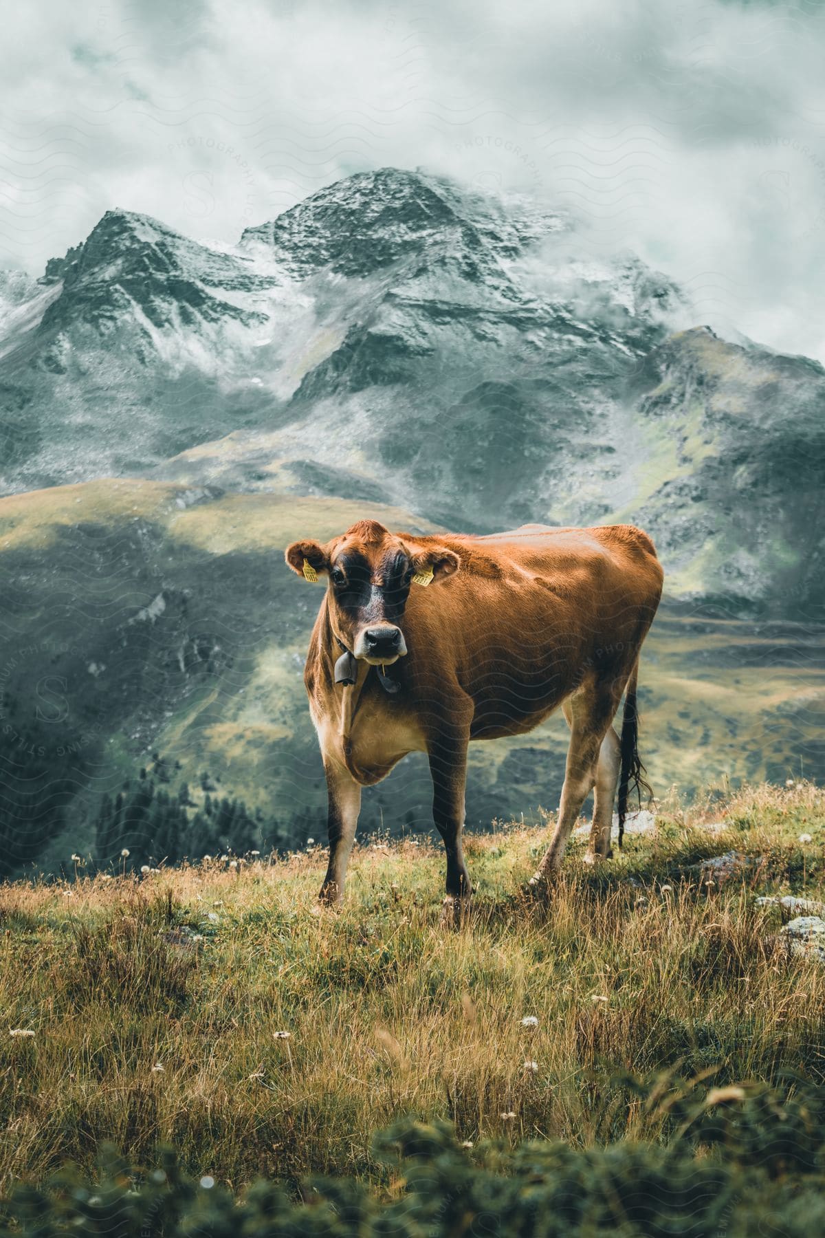 A cow stands on a hilltop with mountains in the distance