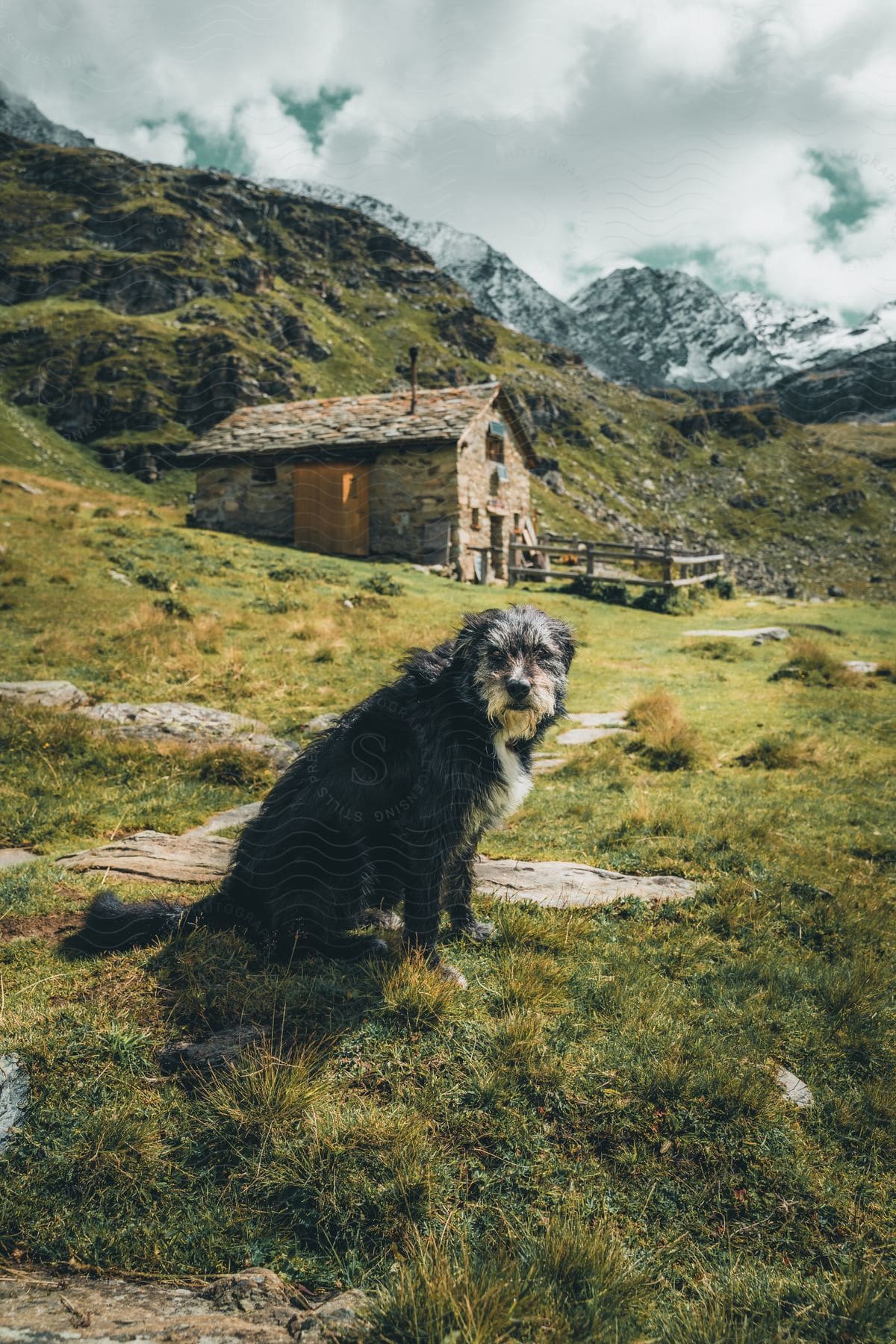 weathered shepherd dog surveys his domain, a rustic farmhouse nestled against a backdrop of towering peaks crowned with wispy clouds.