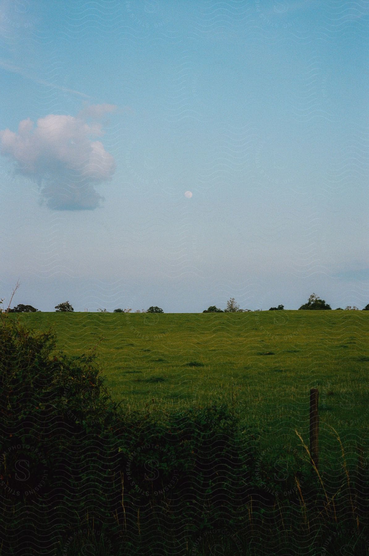 Vast field under a lone cloud, edged by a fence with a tuft of grass.