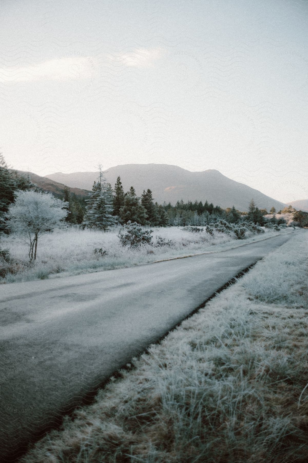 Panorama of a narrow road amidst conifers and mountains in the wilderness on a morning.