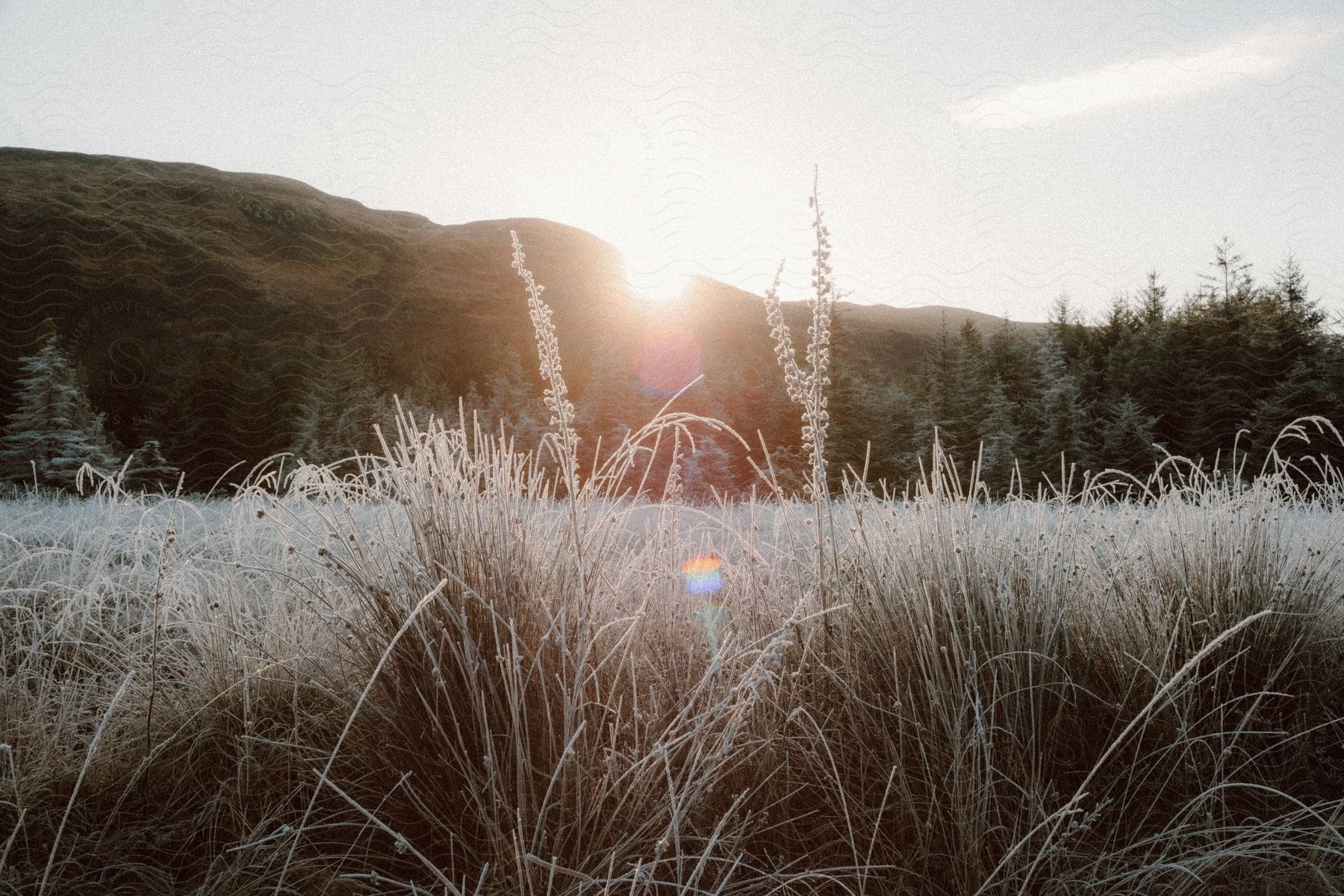 Frost covered plants and vegetation as the sun shines over a mountain