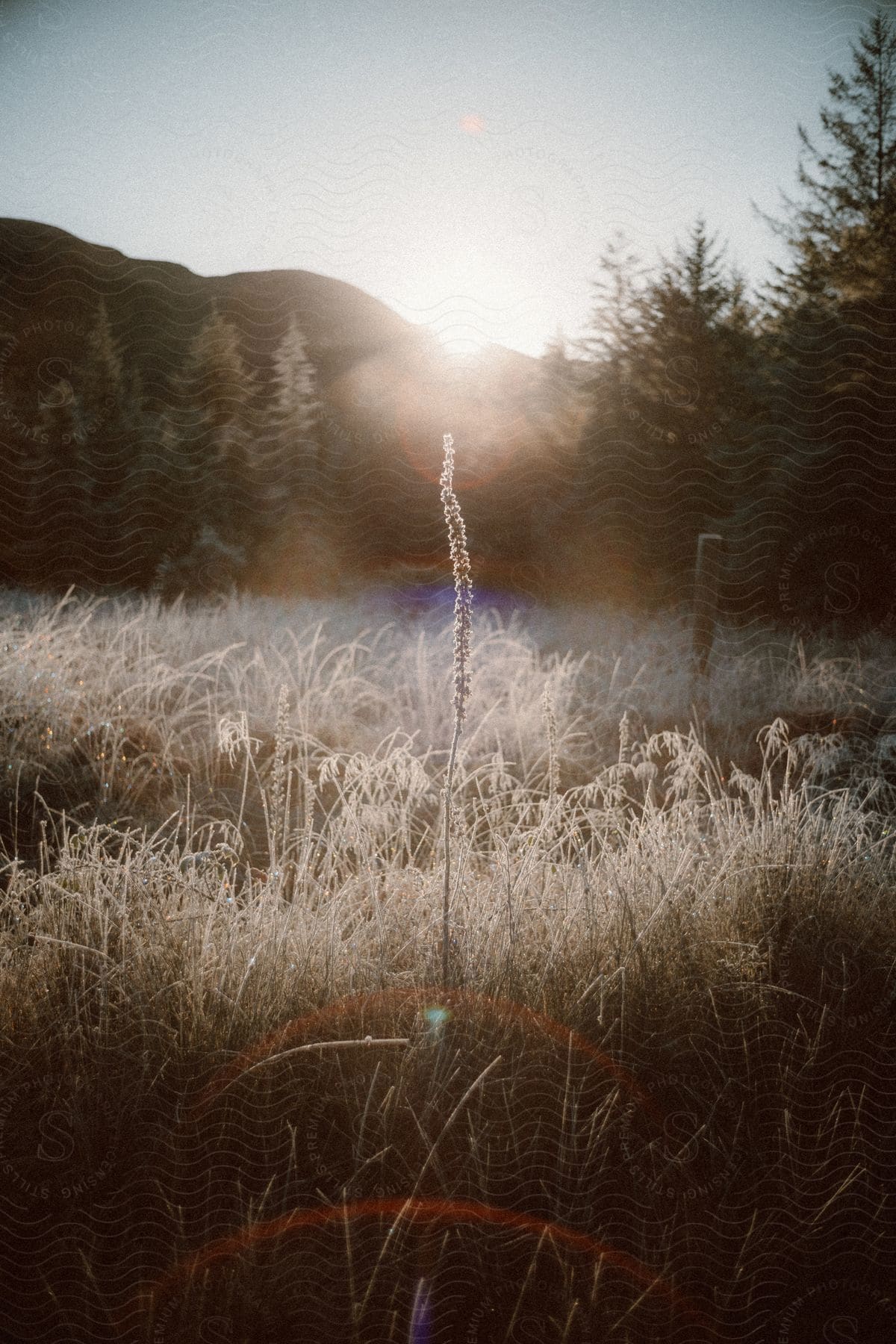 The sun rises over a grassy field surrounded by an evergreen forest.