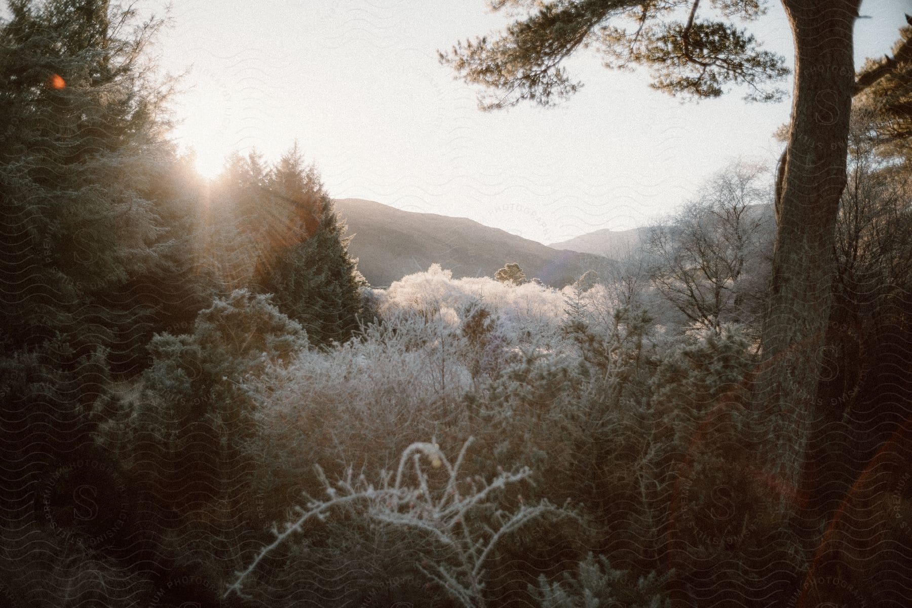 Ice covered trees and plants in the woods as the sun shines over a mountain in the distance