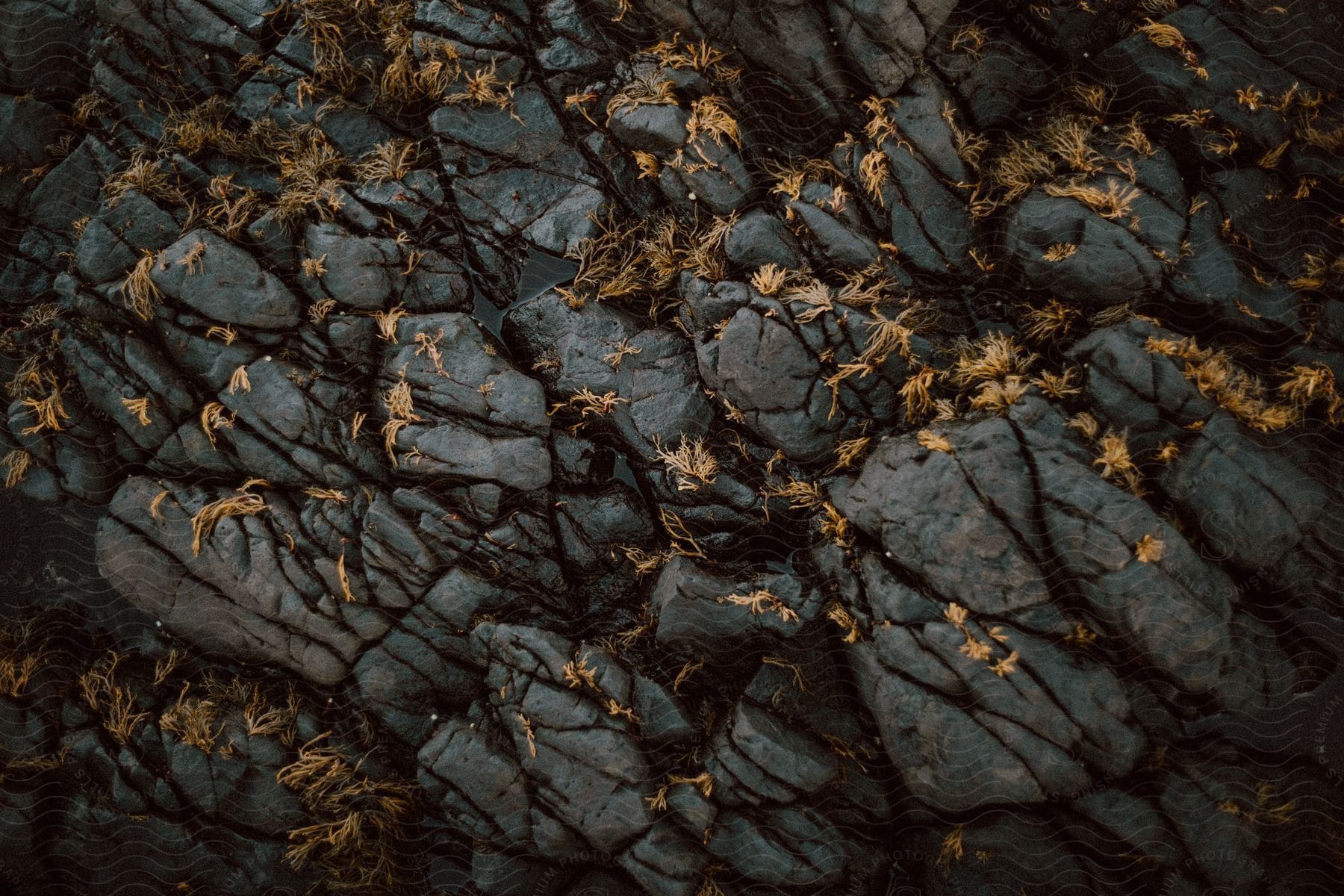 A rock formation with dead plants between the cracks.