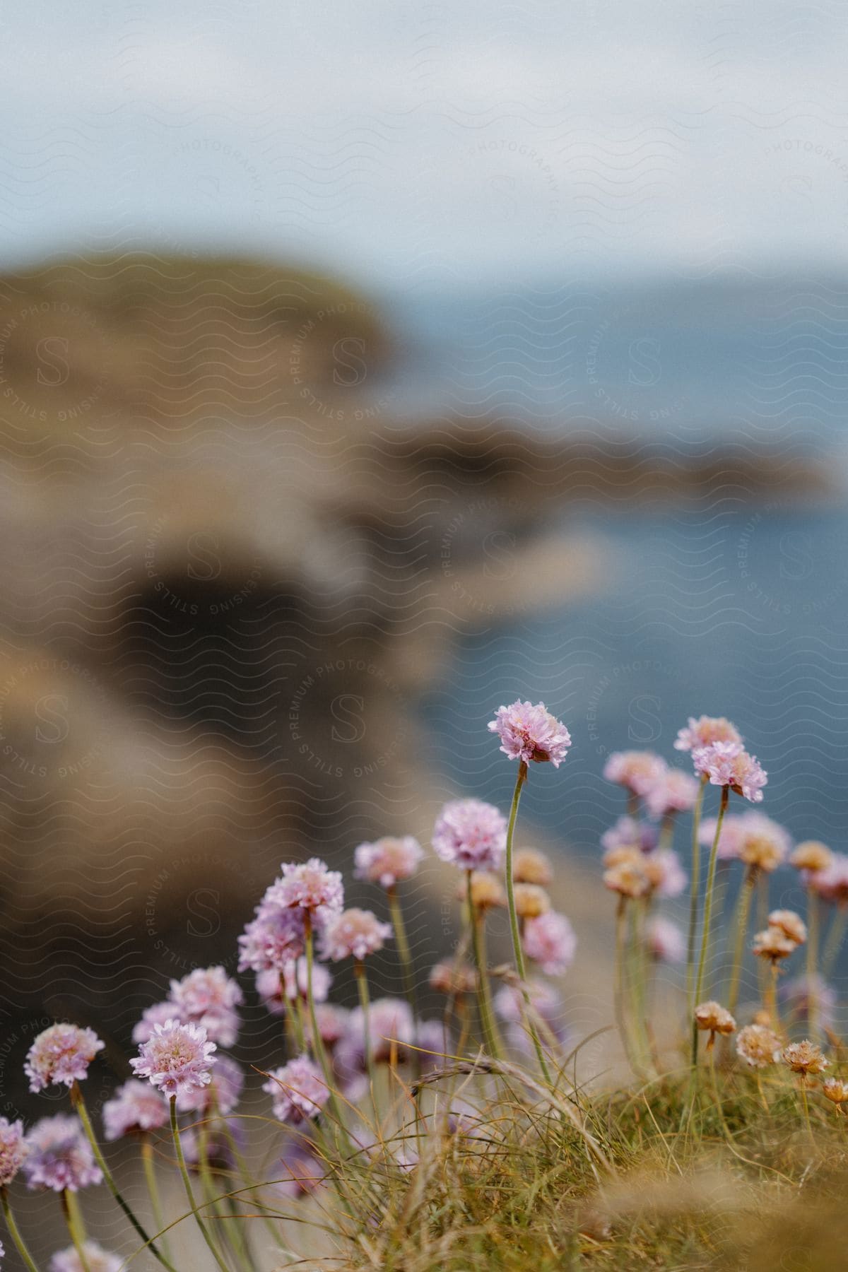 Flowers blooming on a hill by the beach.