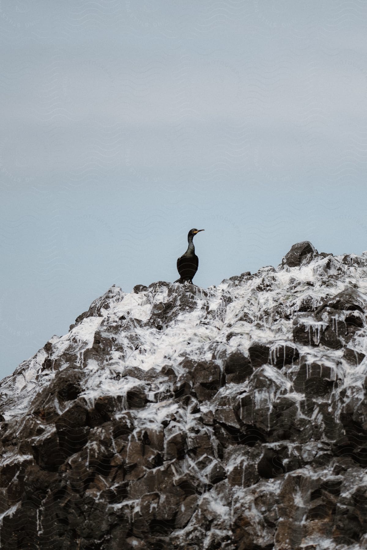 A European shag bird on top of a snow-covered rock.