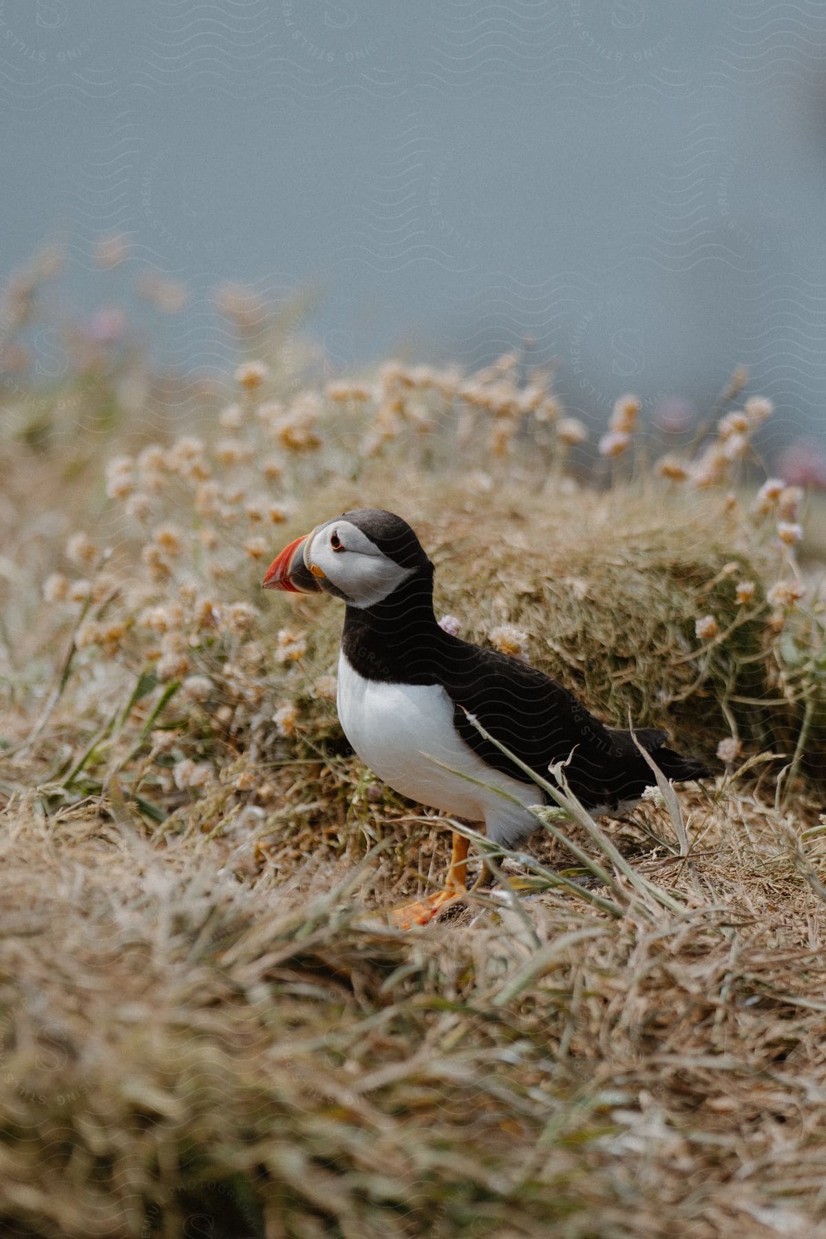 Close-up of a Fraterculini bird on dry grass.