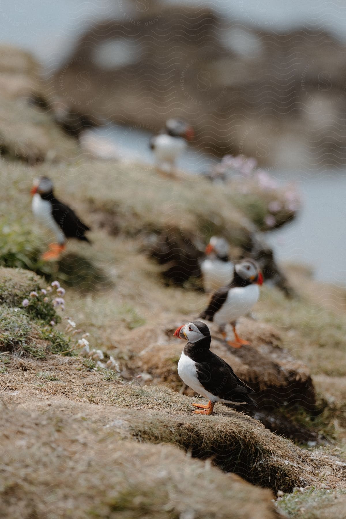 Puffins stand on a hill along the coast