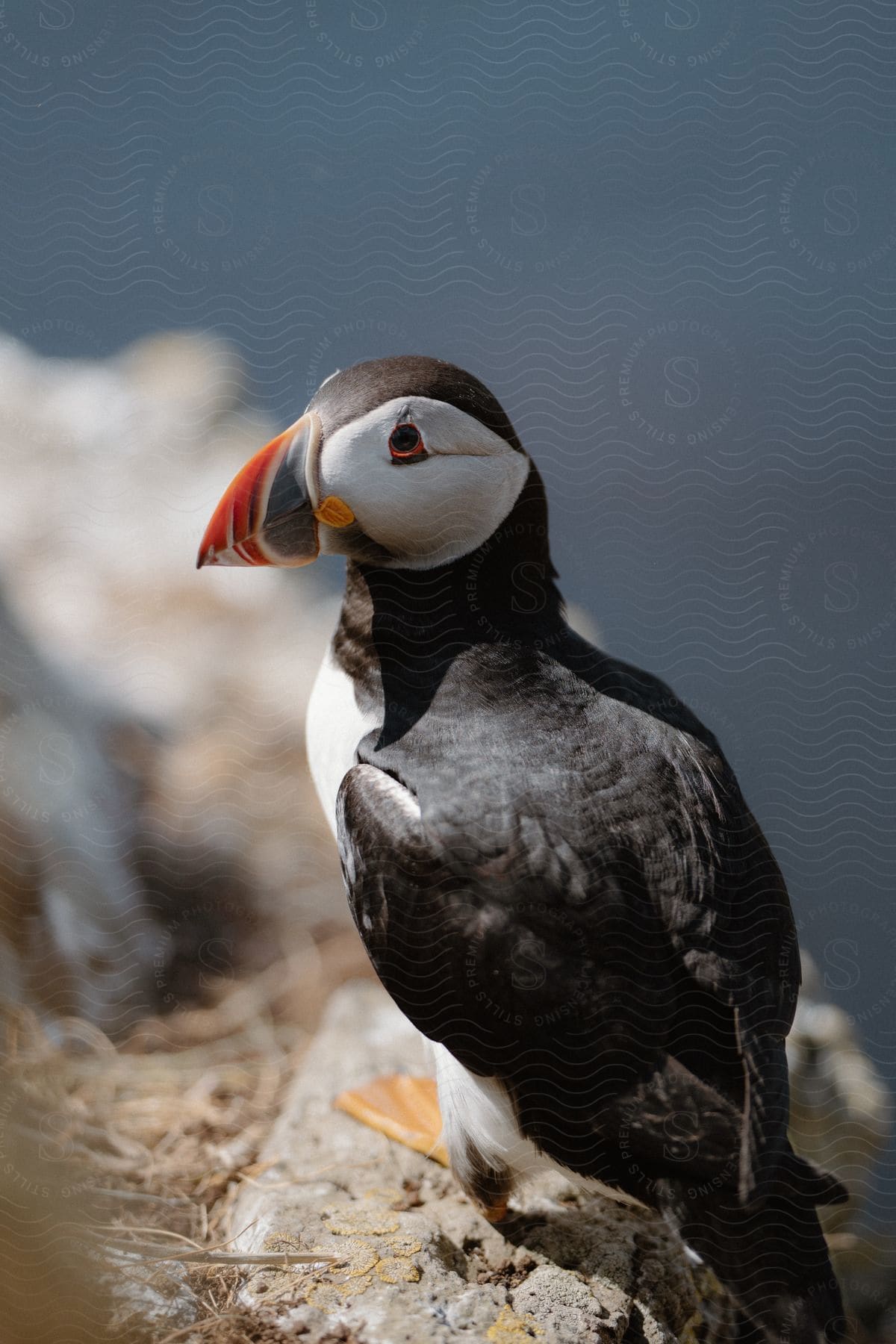 A puffin in its nest in the wild during the day.