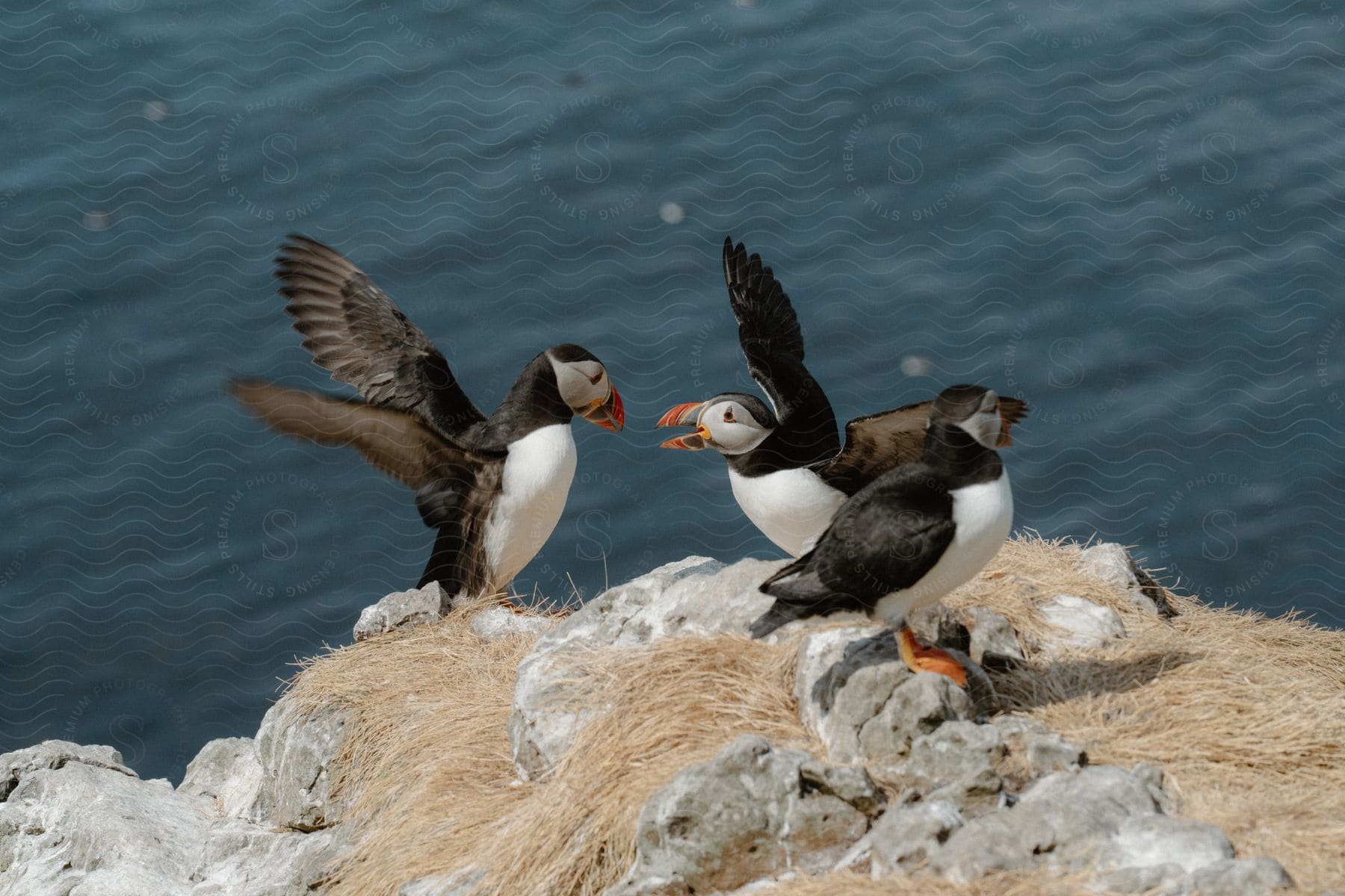 Stock photo of puffins fighting on top of a rock in the sea.