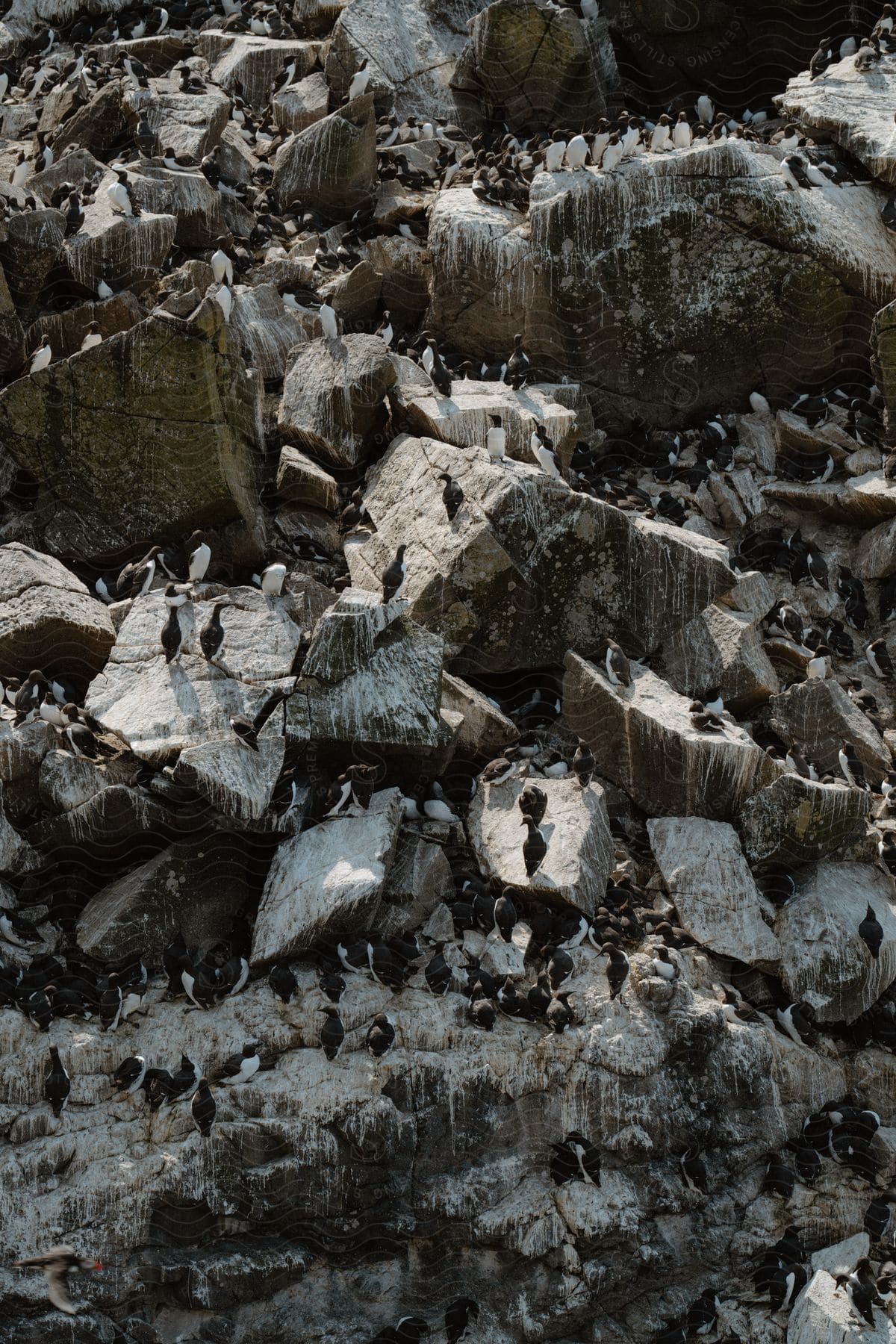 Stock photo of rocky cliffside teeming with seabirds.