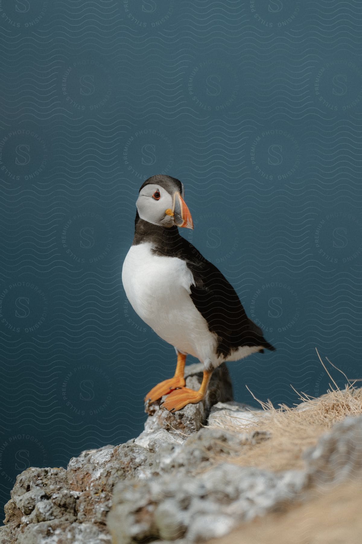 A puffin is standing on a rock on a hill with its head turned