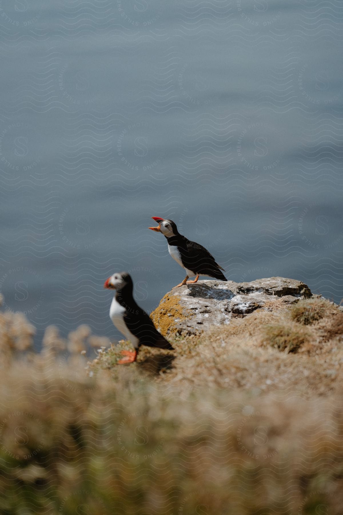 Two puffins on a cliff with one standing and the other with its beak open, against a blurred background of the ocean.