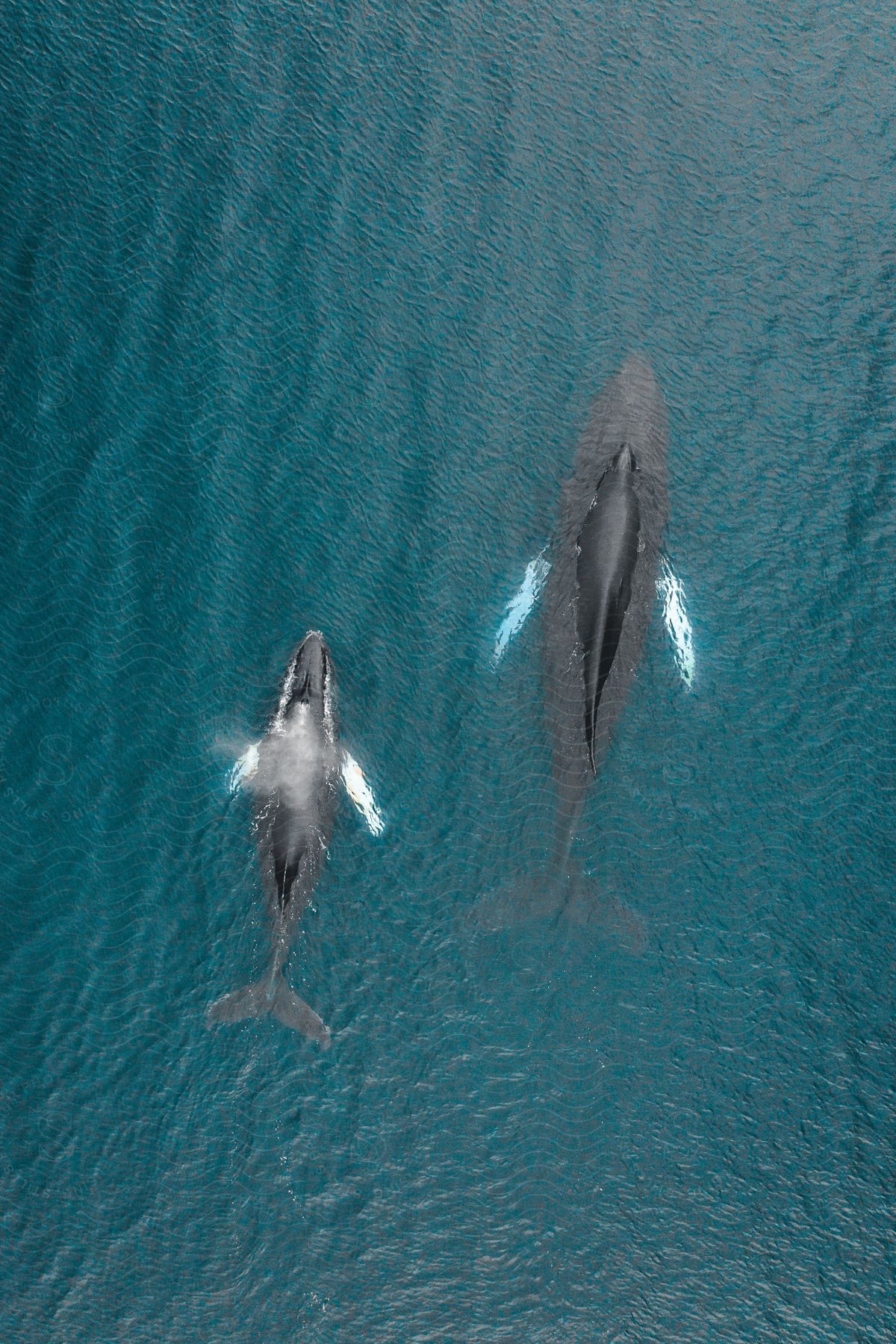 Stock photo of a view of some whales swimming in the ocean.