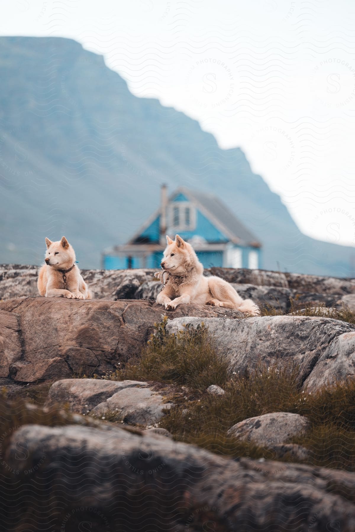 Two dogs sitting on rocks in front of a farmhouse at the base of a mountain.