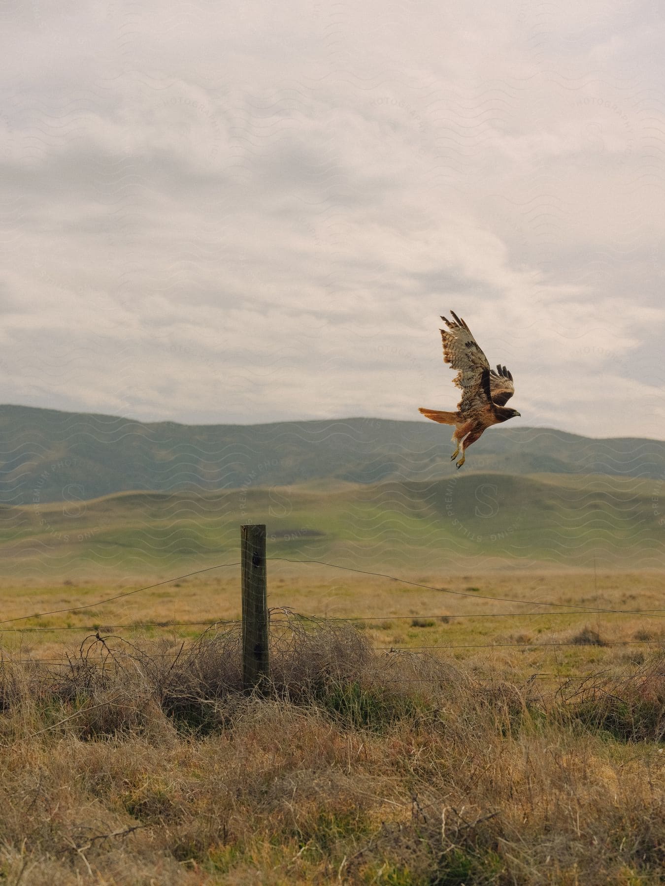 A hawk flies away from a wooden fence post on a grassland.