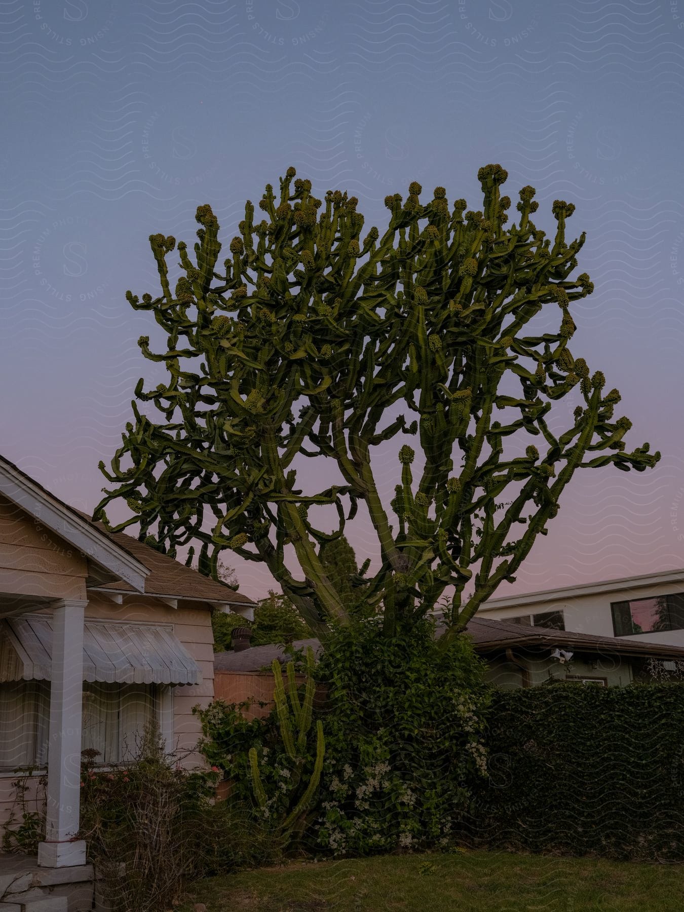 A house with an Euphorbia candelabrum in the yard, adding greenery to the surroundings.