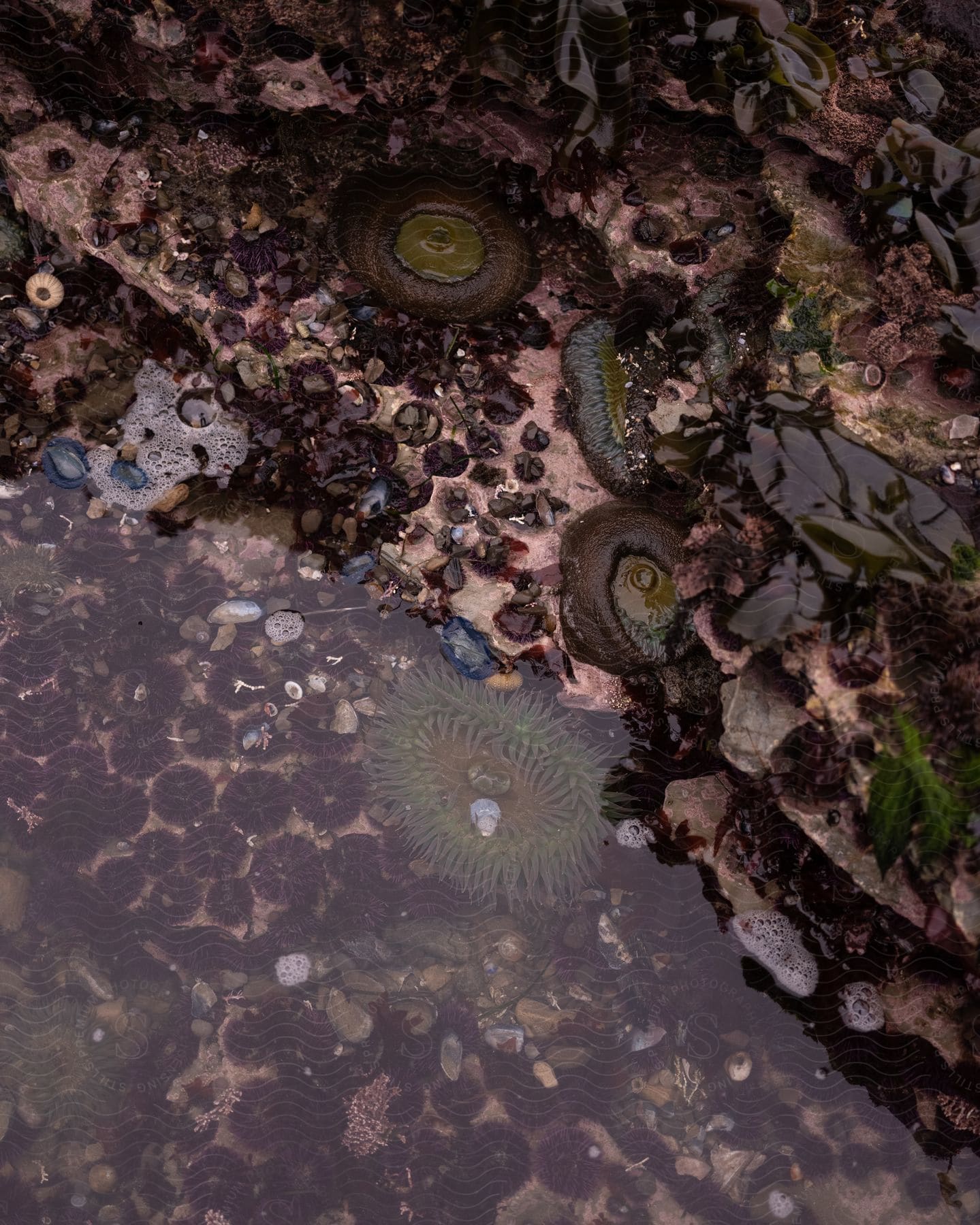 A tide pool filled with sea anemones and other marine life.
