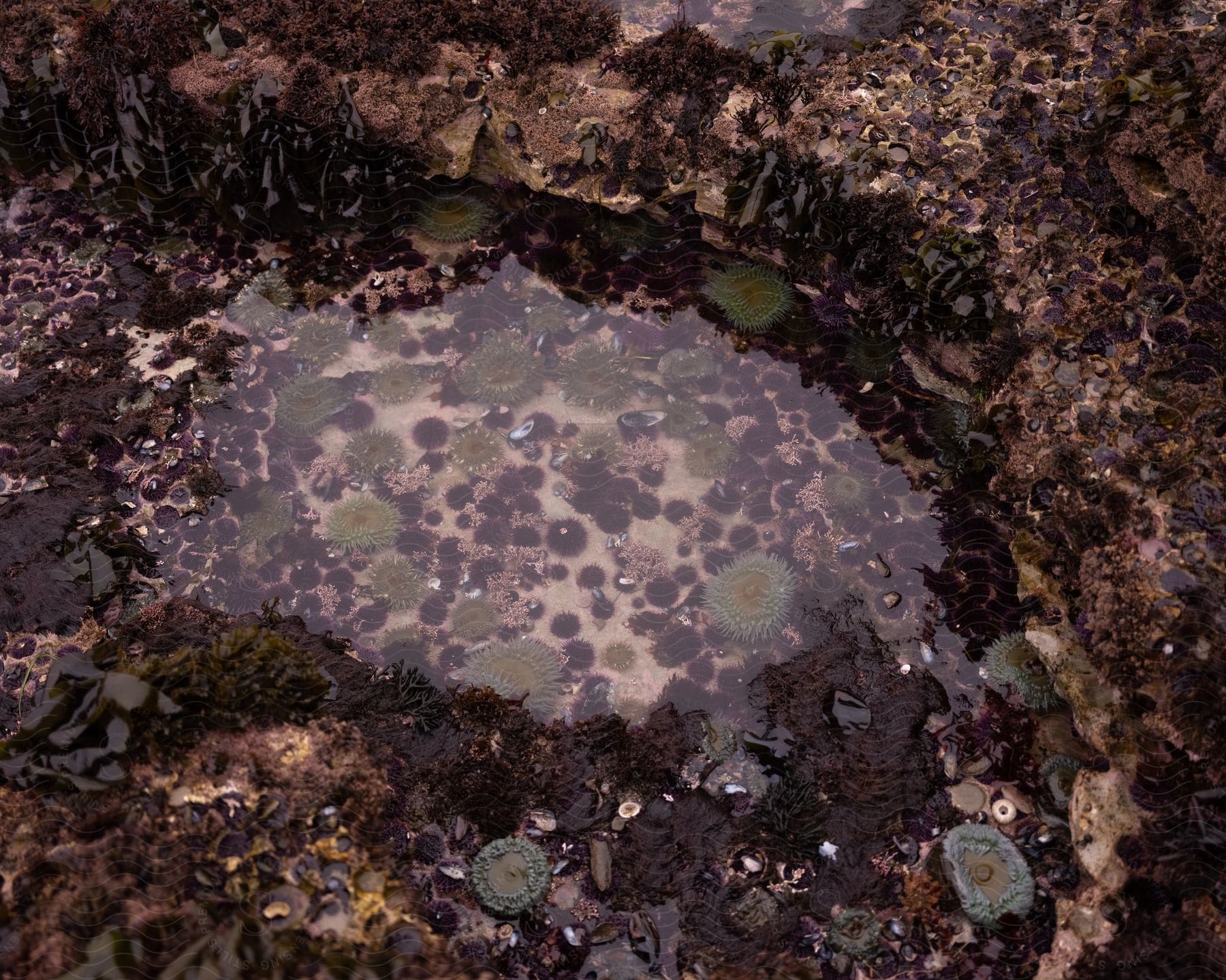 A rock pool filled with sea anemones and sea urchins.