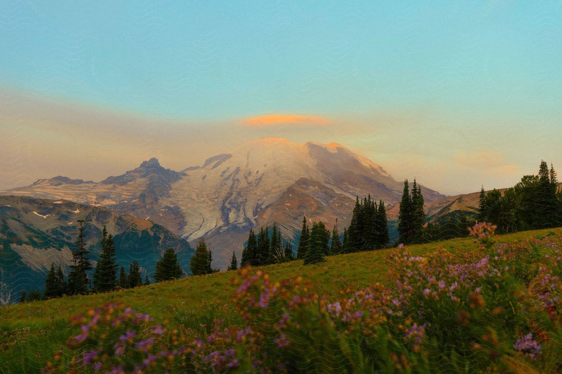 Snow-kissed peak watches over a vibrant wildflower carpet, separated by a verdant tree-filled valley.