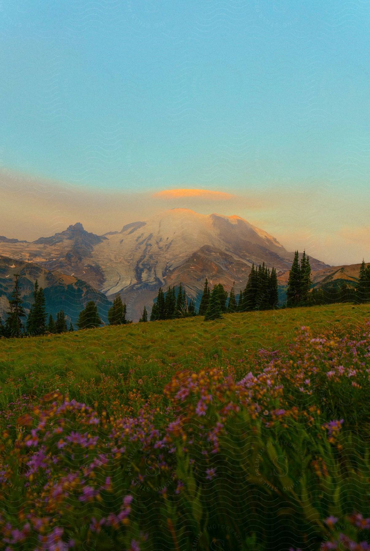 A field with some flowers in it, and mountains in the distance with snow on top of them.