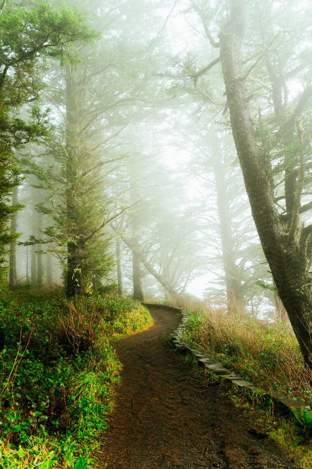 A path along the edge of a foggy forest