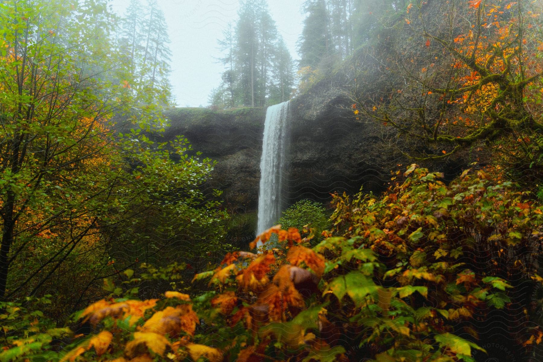 Waterfall flows down cliff topped with conifers into area surrounded by trees with autumn foliage.