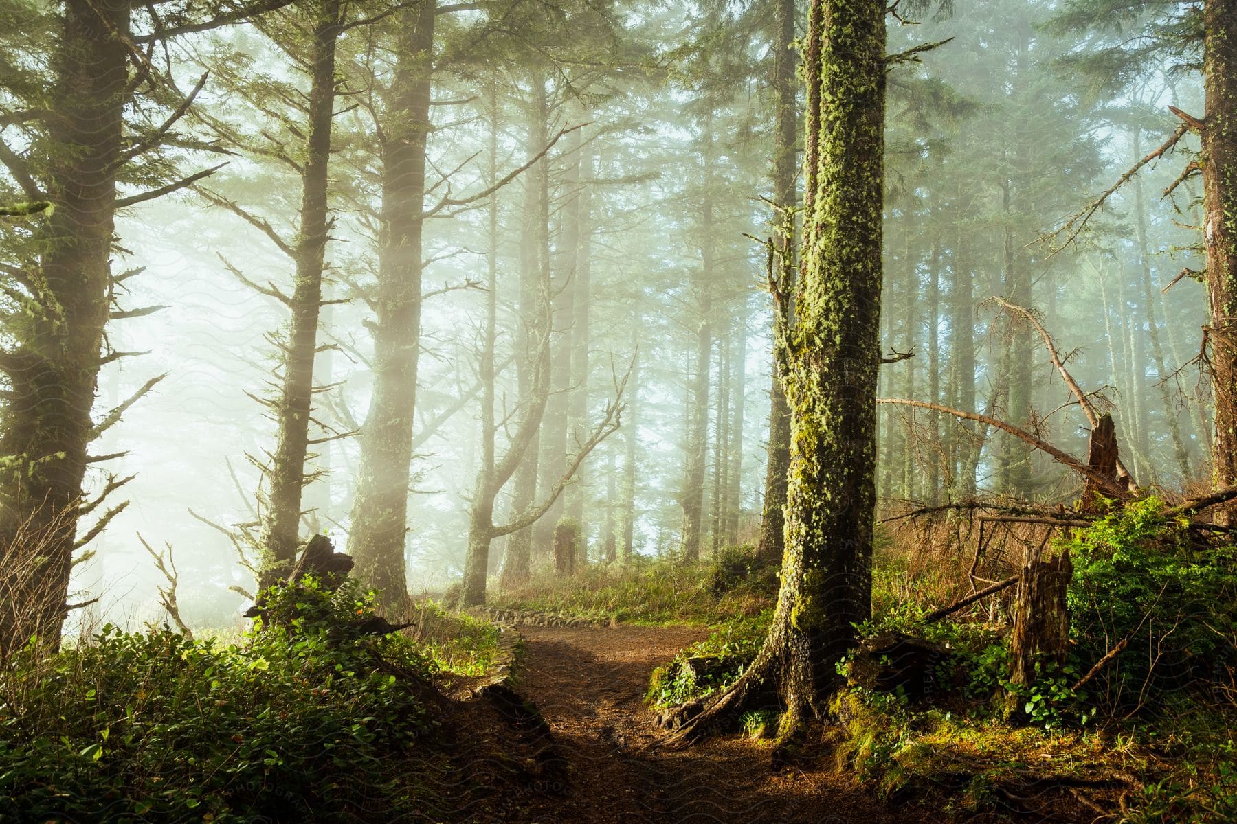 The sun shines on trees in a foggy forest