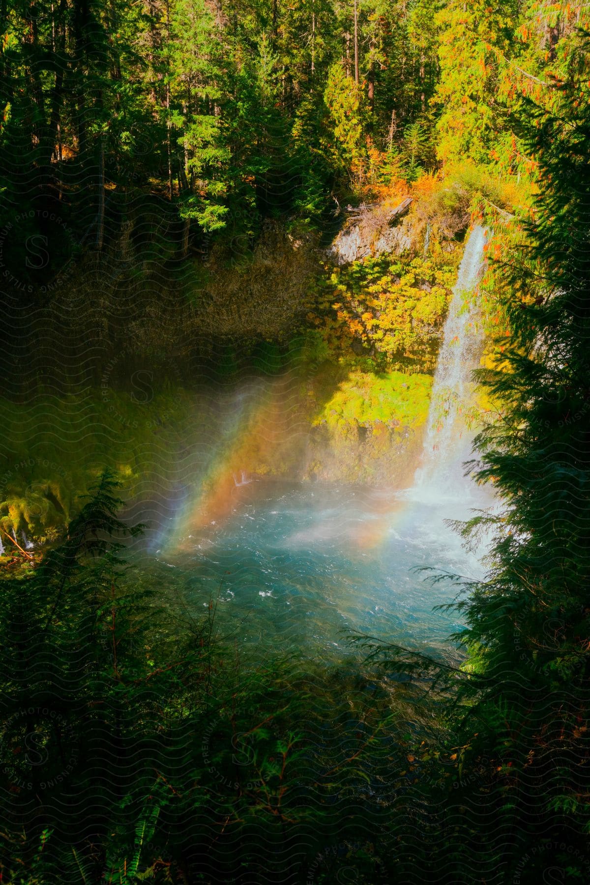 Waterfall cascading into a basin with a visible rainbow in the spray, surrounded by a forest.