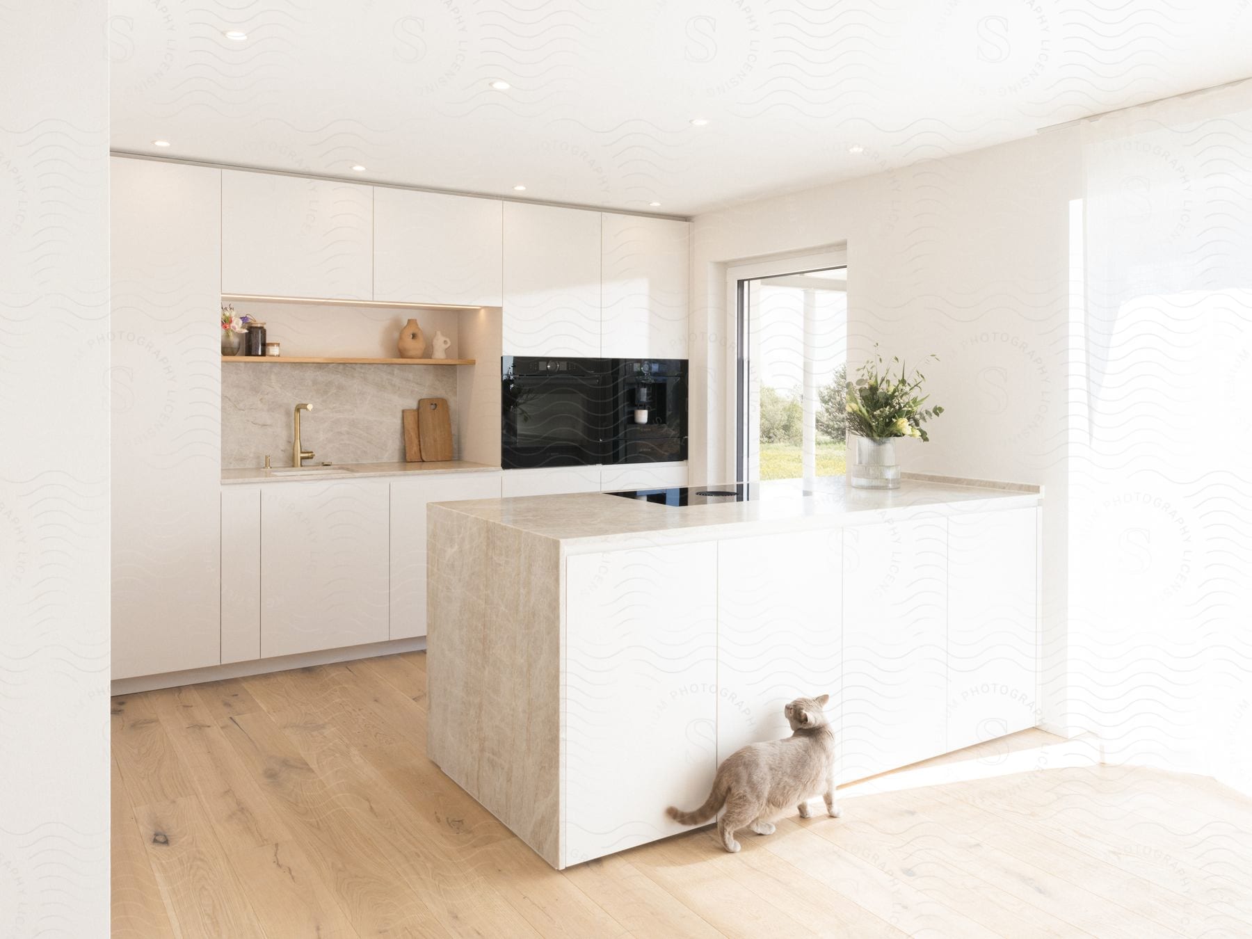 A cat below the counter in a modern kitchen.