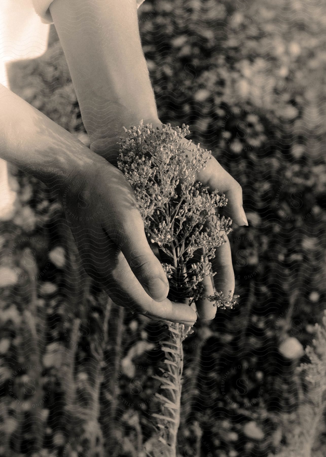 A woman stands in field with her hands cupped around the top of a plant